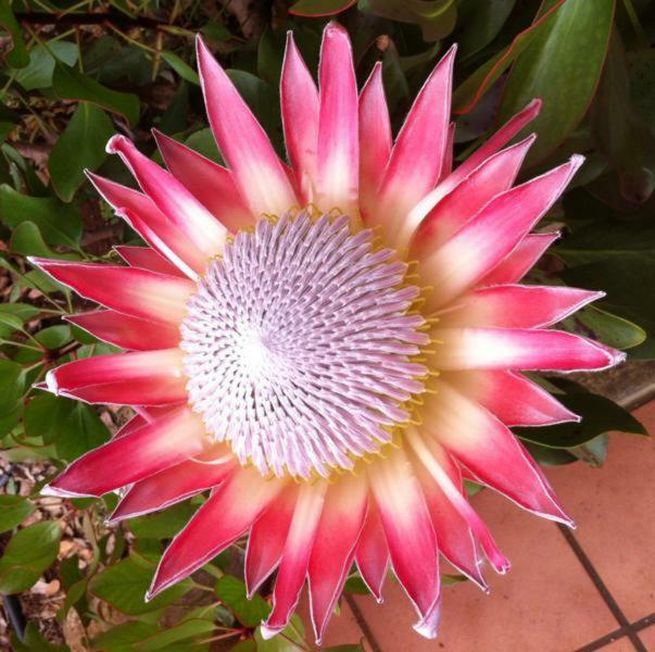 Protea Cottage George Luaran gambar